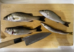 セイゴ（マルスズキ）の釣果