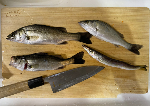 セイゴ（マルスズキ）の釣果