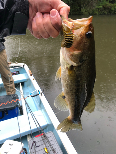 ラージマウスバスの釣果