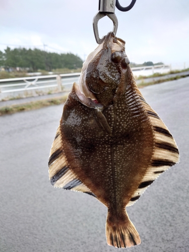 ヌマガレイの釣果