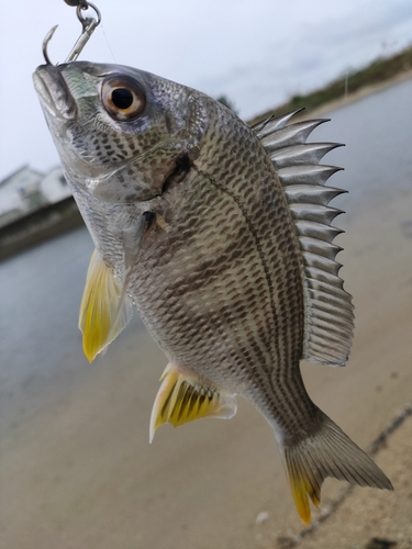 キビレの釣果