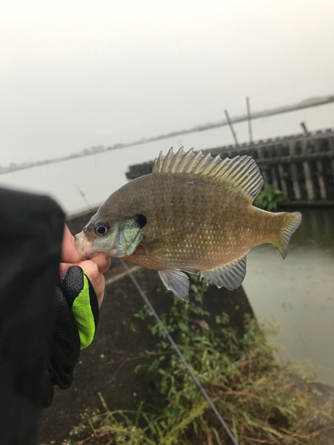 ブルーギルの釣果