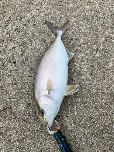 ショゴの釣果