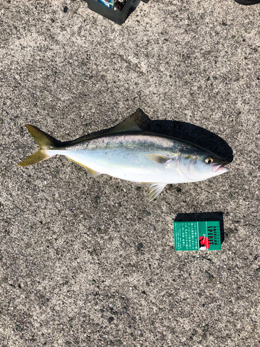 ヤズの釣果