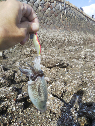 コウイカの釣果