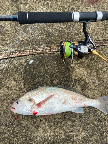 イシモチの釣果