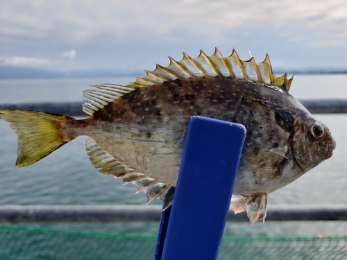 アイゴの釣果