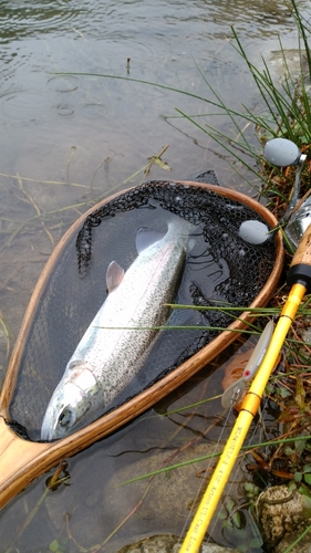 ニジマスの釣果