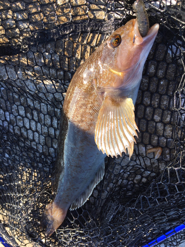 アイナメの釣果