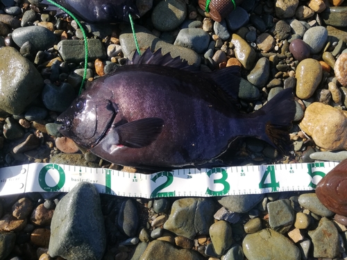 イシダイの釣果