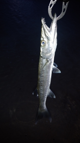 カマスの釣果