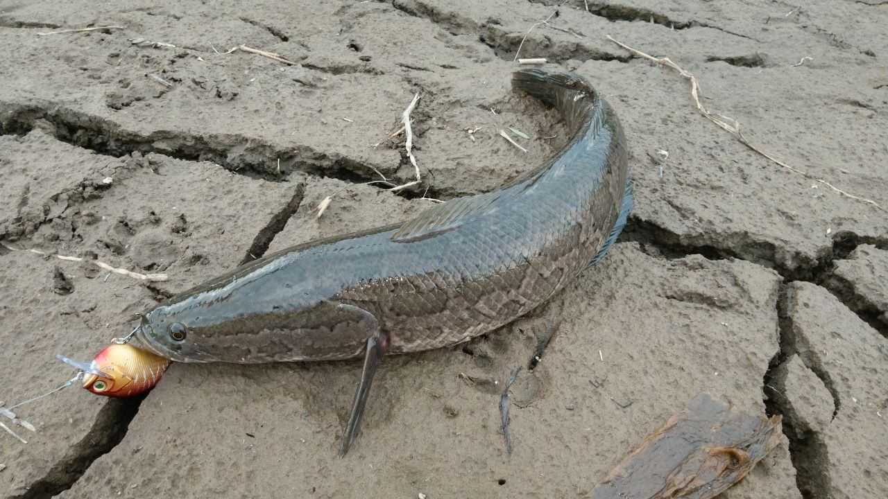 スネークヘッド