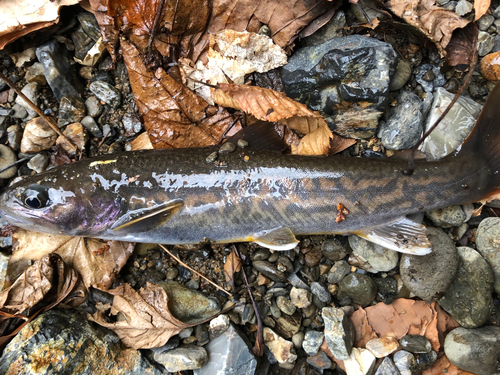 ナガレモンイワナの釣果