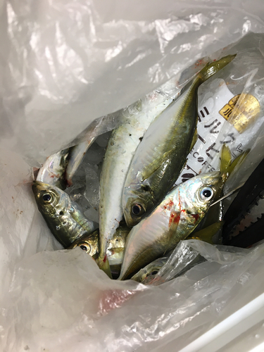 アジの釣果