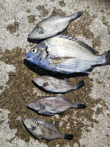 チヌの釣果