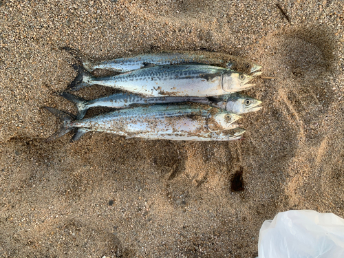 サゴシの釣果