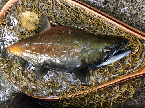 ヒメマスの釣果