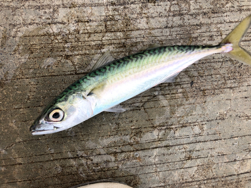 サバの釣果