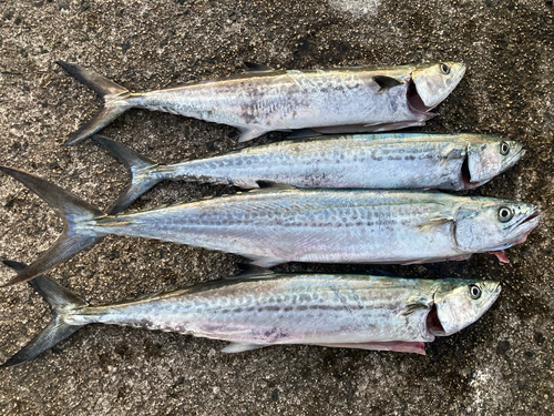 サゴシの釣果