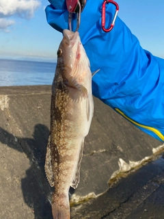 アブラコの釣果