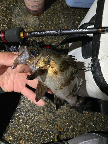 メバルの釣果