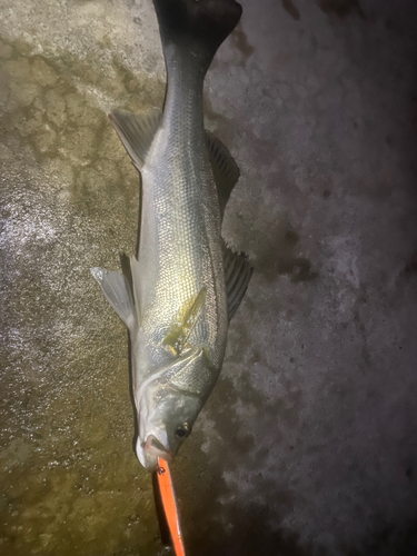 シーバスの釣果