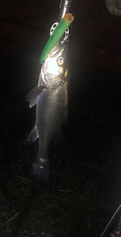 シーバスの釣果