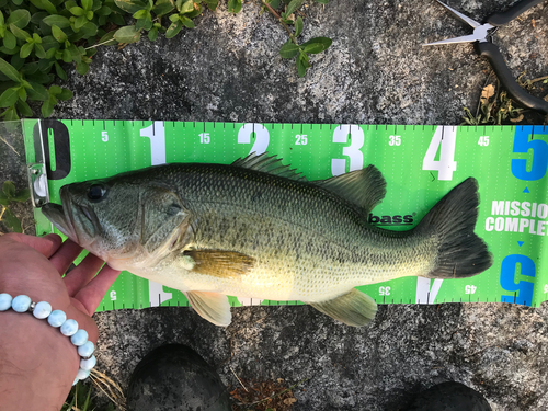 ブラックバスの釣果