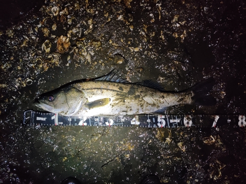 シーバスの釣果