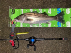 フッコ（マルスズキ）の釣果