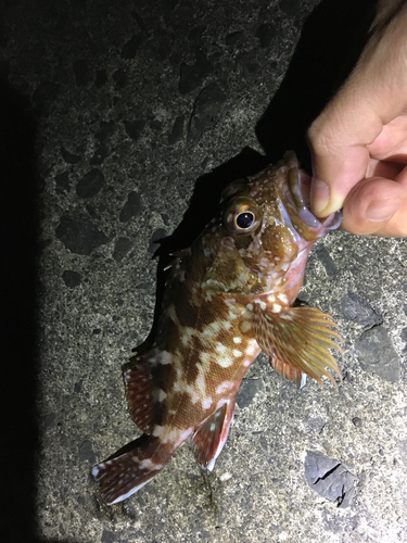 カサゴの釣果