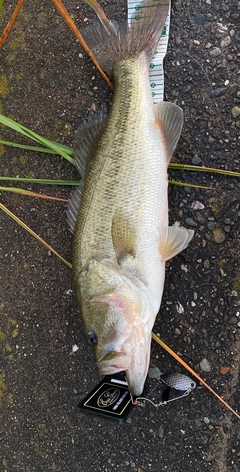 釣果