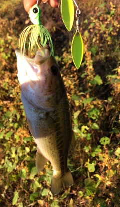 ブラックバスの釣果