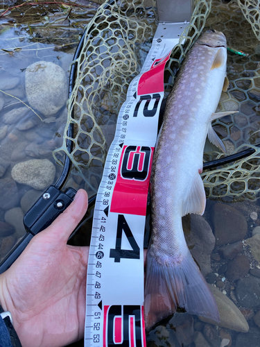 アメマスの釣果