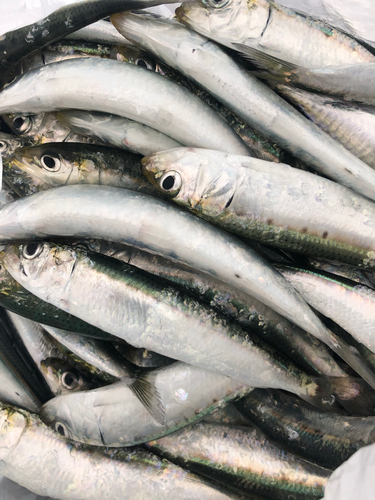 イワシの釣果