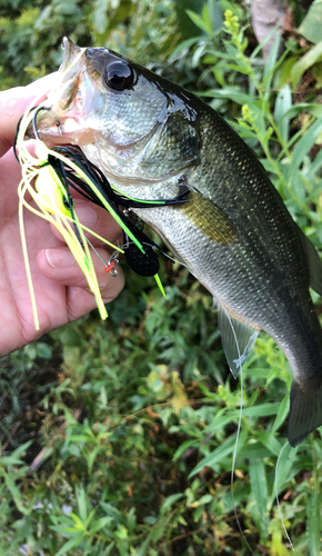 ブラックバスの釣果