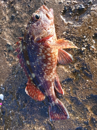 カサゴの釣果