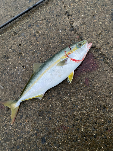 イナダの釣果