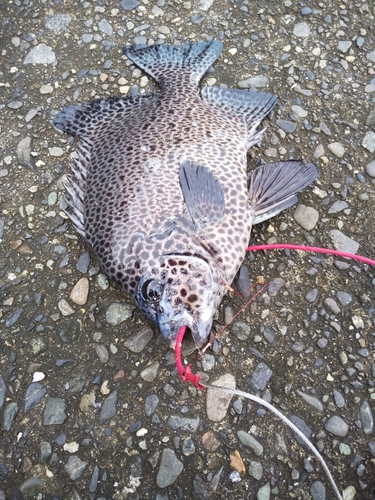 イシガキダイの釣果