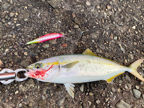 ツバスの釣果