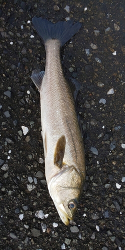 フッコ（マルスズキ）の釣果