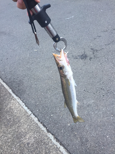 カマスの釣果