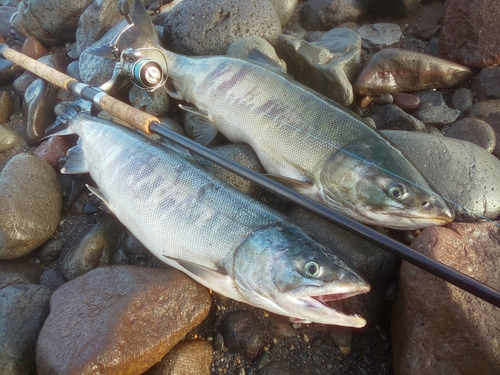 アキアジの釣果