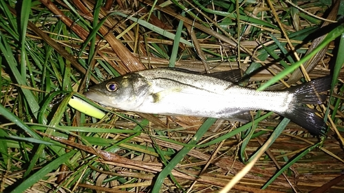 セイゴ（マルスズキ）の釣果