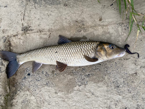 ニゴイの釣果