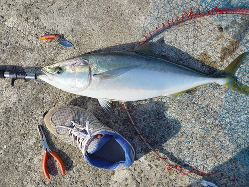 メジロの釣果