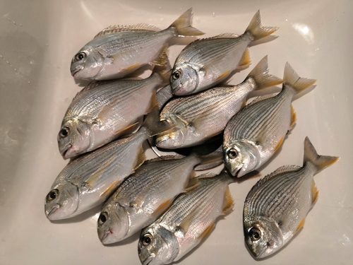 チャリコの釣果