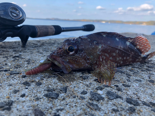 カサゴの釣果