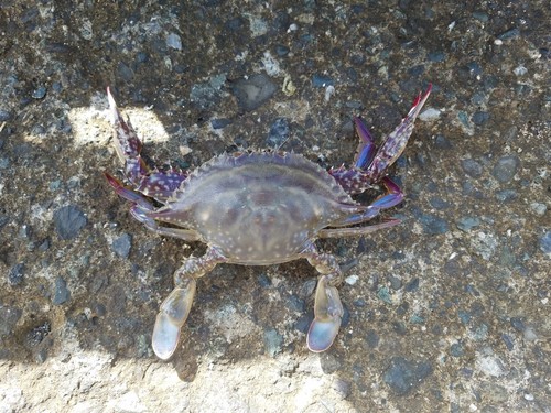 ワタリガニの釣果