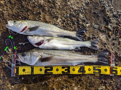 フッコ（マルスズキ）の釣果